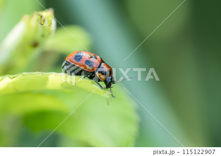クロボシツツハムシ クロボシツツハムシ 115122907