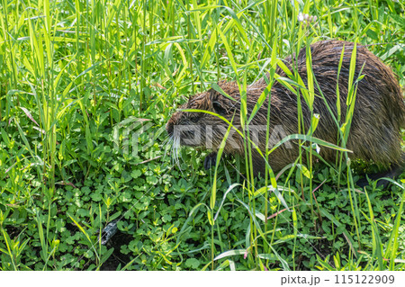 草むらのヌートリア 115122909