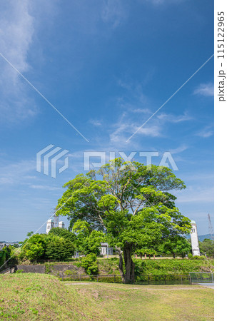 濠川端の新緑の木 京都市伏見区 濠川端の新緑の木 京都市伏見区 115122965