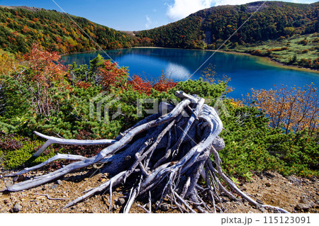 紅葉の吾妻連峰・五色沼の風景 115123091