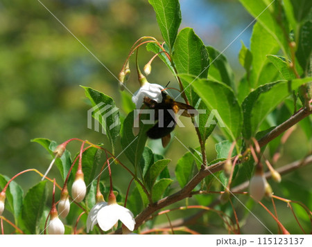 エゴノキの花 115123137
