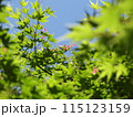 もみじ 115123159