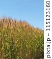 麦の穂 115123160