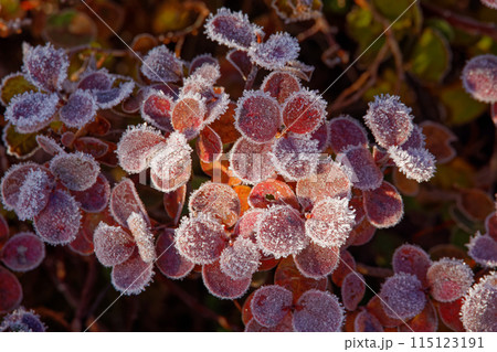 吾妻連峰・酸ヶ平の降霜のクロマメノキの紅葉 115123191