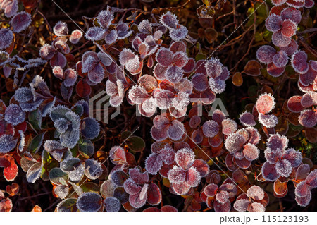 吾妻連峰・酸ヶ平の降霜のクロマメノキの紅葉 115123193