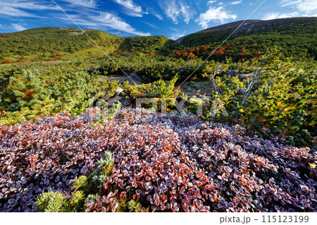 吾妻連峰・酸ヶ平の降霜のクロマメノキ 吾妻連峰・酸ヶ平の降霜のクロマメノキ 115123199