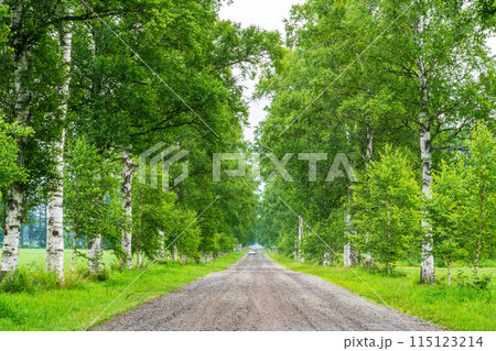 (北海道)十勝牧場・白樺並木 霧雨 (北海道)十勝牧場・白樺並木 霧雨 115123214