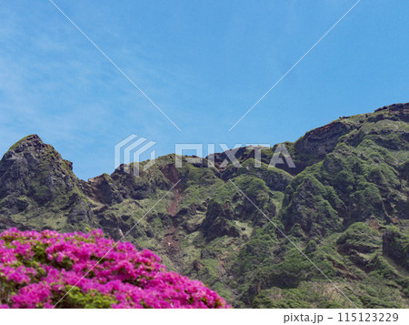 ミヤマキリシマ 115123229