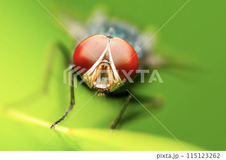 Blue Bottle Fly Blue Bottle Fly 115123262