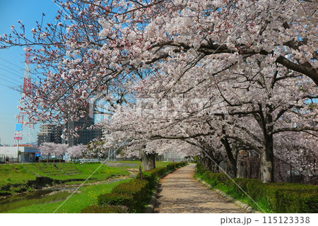 桜が満開の季節の、川沿いの散歩道(ブロック舗装) 桜が満開の季節の、川沿いの散歩道(ブロック舗装) 115123338