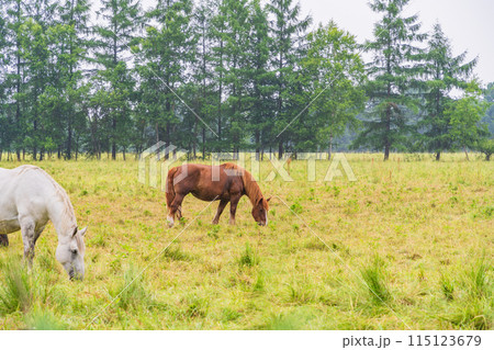 (北海道)十勝牧場 放牧された馬 霧雨 (北海道)十勝牧場 放牧された馬 霧雨 115123679