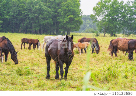 （北海道）十勝牧場　放牧された馬　霧雨 115123686