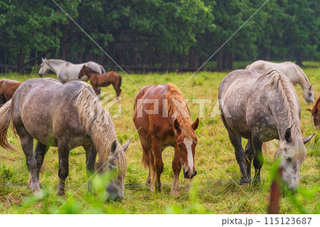 （北海道）十勝牧場　放牧された馬　霧雨 115123687