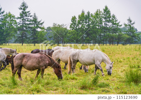 （北海道）十勝牧場　放牧された馬　霧雨 115123690