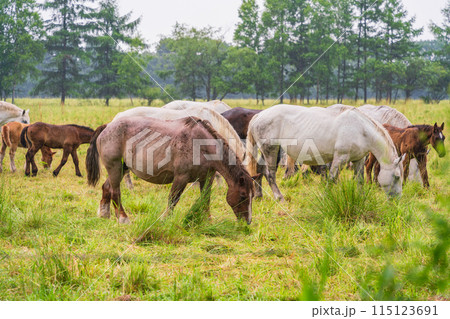 (北海道)十勝牧場 放牧された馬 霧雨 (北海道)十勝牧場 放牧された馬 霧雨 115123691