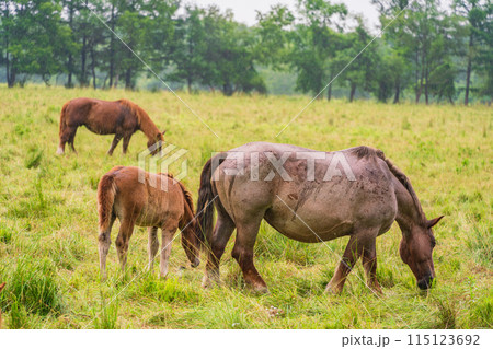 (北海道)十勝牧場 放牧された馬 霧雨 (北海道)十勝牧場 放牧された馬 霧雨 115123692