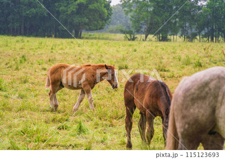 （北海道）十勝牧場　放牧された馬　霧雨 115123693