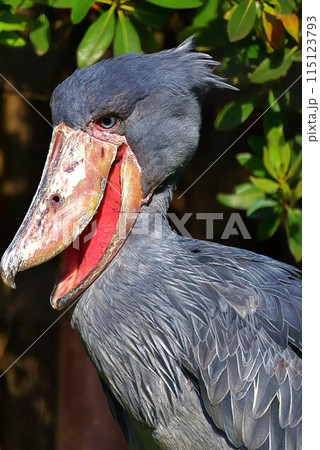 ハシビロコウ 115123793