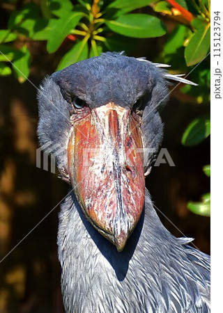 ハシビロコウ 115123794