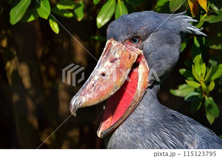 ハシビロコウ 115123795