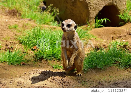 ミーアキャット ミーアキャット 115123874