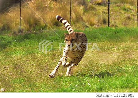 チーター 115123903