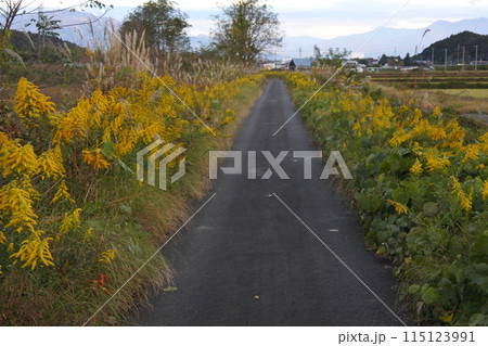 セイタカアワダチソウ、外来植物、帰化植物、道 115123991