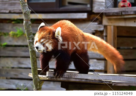 レッサーパンダ 115124049