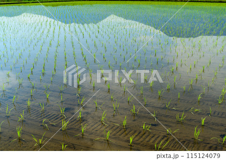 うららかな春日和に映える阿蘇山(阿蘇五岳)のリフレクション風景(田植え後の素材)(阿蘇市内牧) 115124079