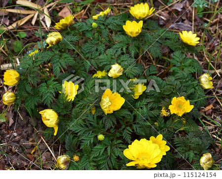 福寿草 115124154