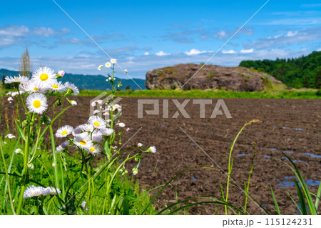 田んぼの岩 115124231