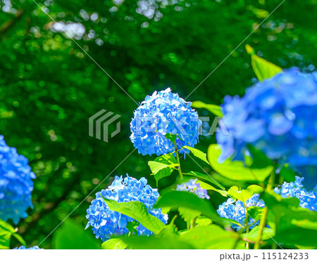 青い紫陽花 青い紫陽花 115124233