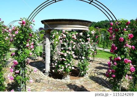 ぎふワールド・ローズガーデンに咲き誇るパラの花 ぎふワールド・ローズガーデンに咲き誇るパラの花 115124269