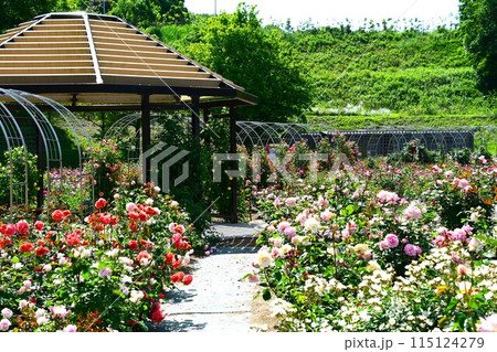 ぎふワールド・ローズガーデンに咲き誇るパラの花 ぎふワールド・ローズガーデンに咲き誇るパラの花 115124279