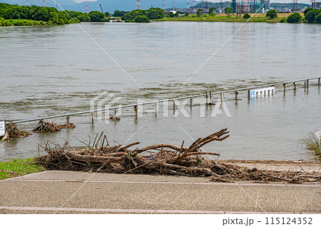 大雨で増水した淀川　大阪府枚方市 115124352