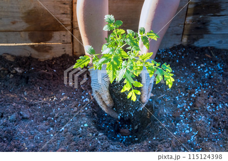 Vegetable plants in pots with young tomato a seedlings Vegetable plants in pots with young tomato a seedlings 115124398