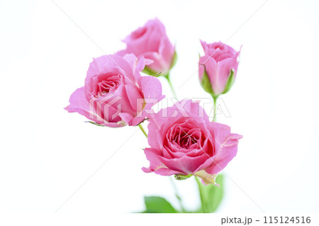 明るいピンクのバラの花々 115124516