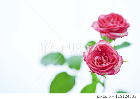 明るいピンクのバラの花々 明るいピンクのバラの花々 115124535