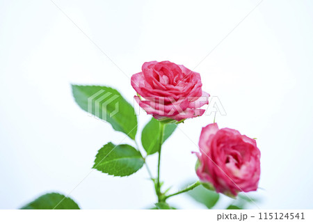 明るいピンクのバラの花々 明るいピンクのバラの花々 115124541