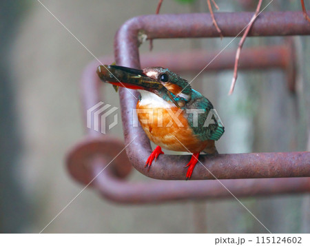 ハゼをとらえた綾瀬市蓼川のカワセミ ハゼをとらえた綾瀬市蓼川のカワセミ 115124602