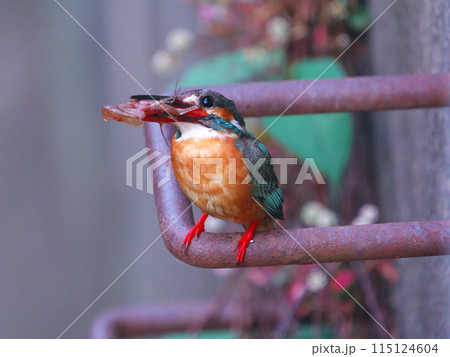 エビをとらえた綾瀬市蓼川のカワセミ 115124604