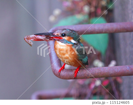 エビをとらえた綾瀬市蓼川のカワセミ 115124605