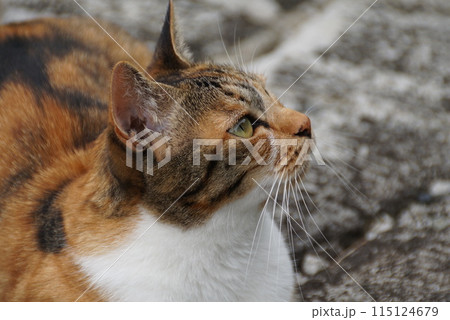 ねこ ねこ 115124679