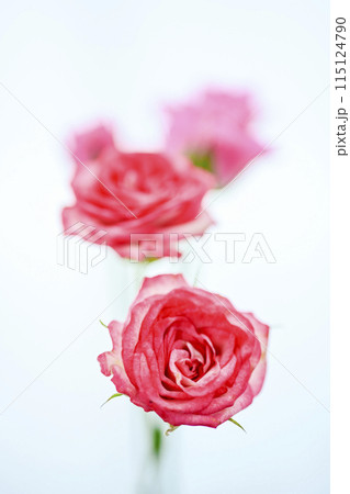明るいピンクのバラの花々 明るいピンクのバラの花々 115124790