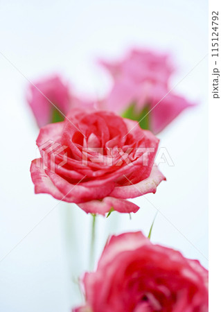 明るいピンクのバラの花々 明るいピンクのバラの花々 115124792