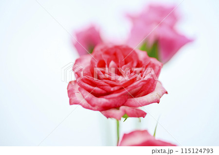 明るいピンクのバラの花々 115124793