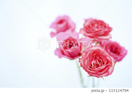 明るいピンクのバラの花々 明るいピンクのバラの花々 115124794