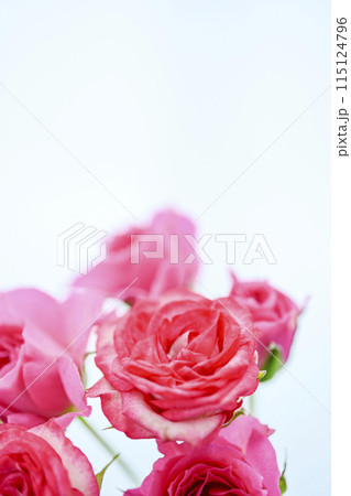 明るいピンクのバラの花々 明るいピンクのバラの花々 115124796