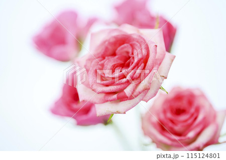 明るいピンクのバラの花々 115124801