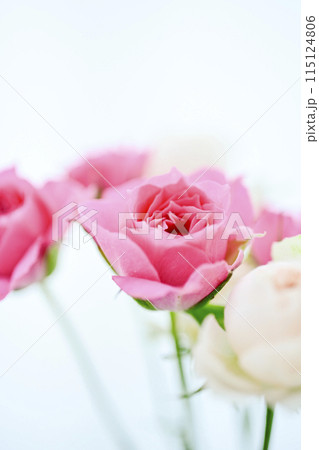 明るいピンクのバラの花々 明るいピンクのバラの花々 115124806